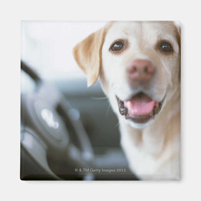 Aimant Labrador Retriever (Devant)