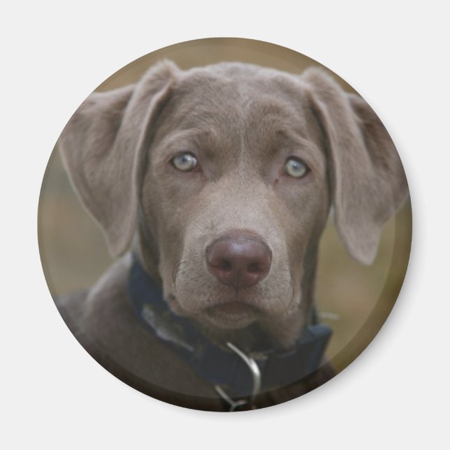 Aimant Labrador Retriever En Argent Clair Rare (Devant)
