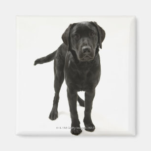Aimant Labrador retriever noir