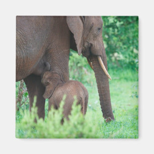 Aimant lactation des éléphants