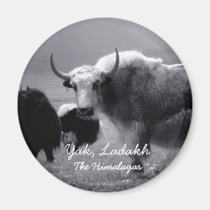 Aimant Ladakh, Himalaya, yaks II (aimant)