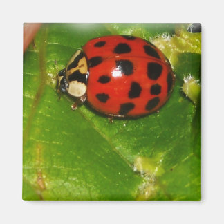 Aimant Lady Bug