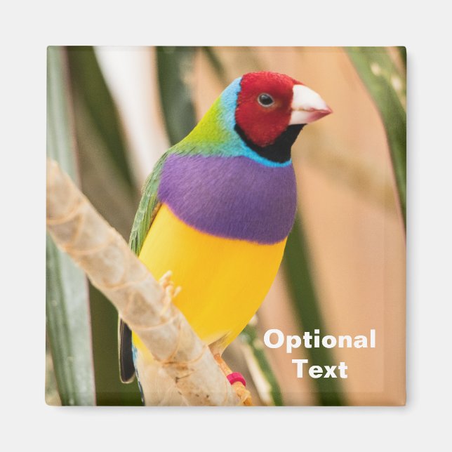 Aimant Lady Gouldian Finch (Devant)