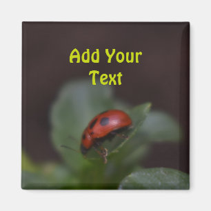Aimant Ladybug