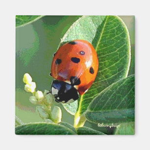 Aimant Ladybug