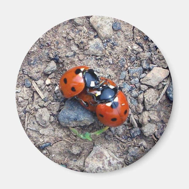 Aimant Ladybug Kisses (Devant)