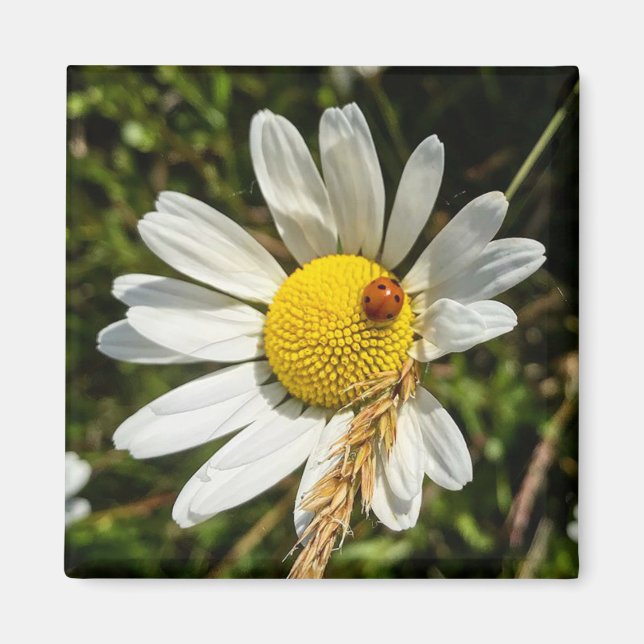 Aimant Ladybug sur Daisy (Devant)