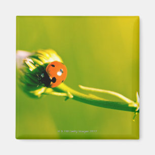 Aimant Ladybug sur sprig