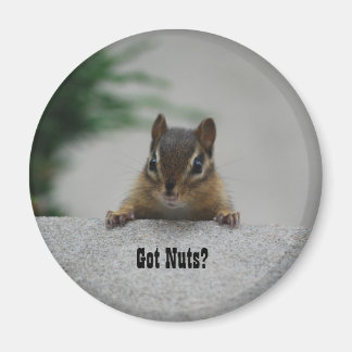 Aimant L'aimant Chipmunk 'got Nuts ?'