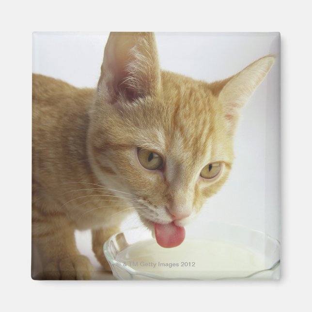 Aimant Lait de consommation de chat (Devant)