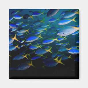 Aimant Laja Ampat 5 sous-marins