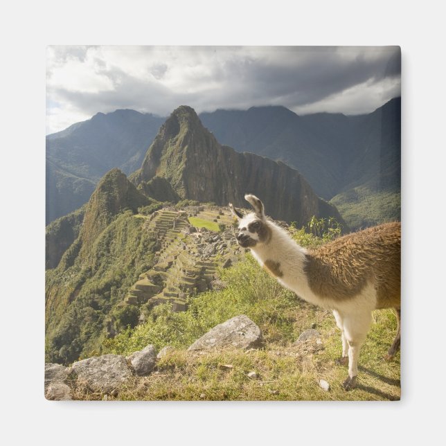 Aimant Lamas et un regard sur Machu Picchu, (Devant)