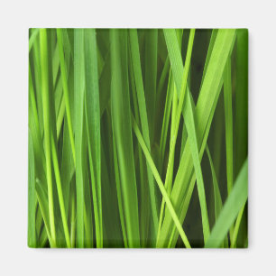 Aimant Lames d'herbe