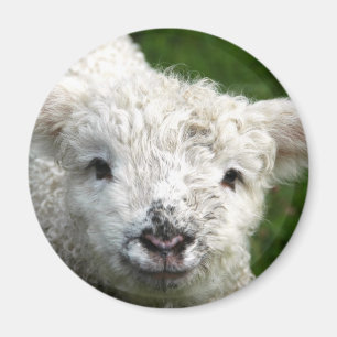 Aimant - Lampe de ressort