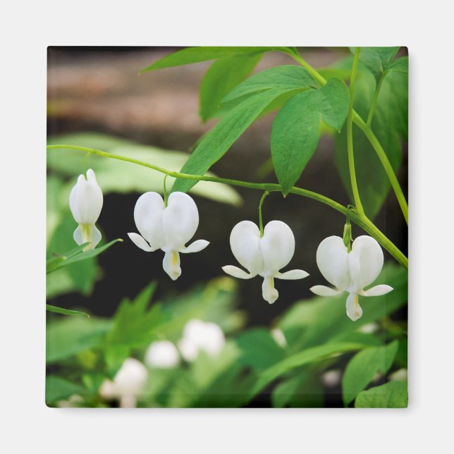Aimant Lamprocapnos spectabilis (Devant)
