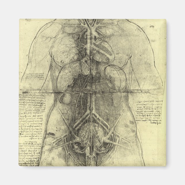 Aimant L'anatomie humaine, la Torse féminine par Léonard  (Devant)