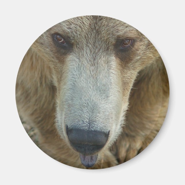 Aimant Lancement de l'ours (Devant)