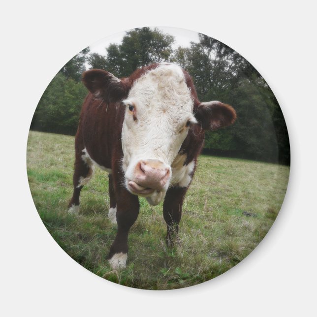 Aimant Langue d'arrachage de vache (Devant)
