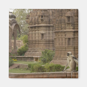 Aimant Langurs d'Hanuman ou langurs à face noire, communs