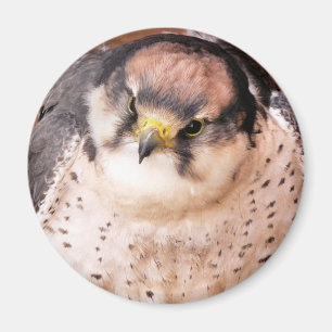 AIMANT LANNER FALCON