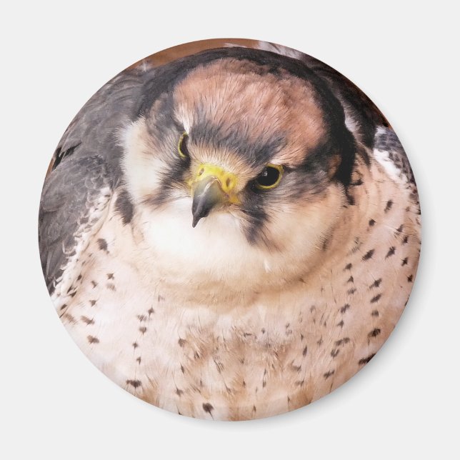 AIMANT LANNER FALCON (Devant)