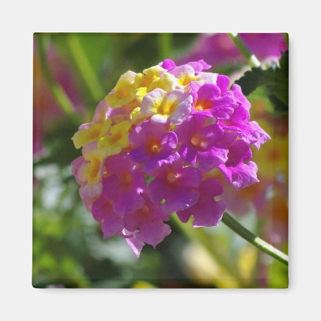Aimant Lantana (Devant)