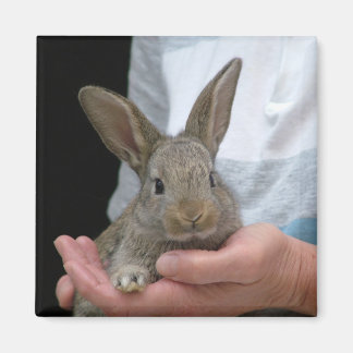 Aimant lapin