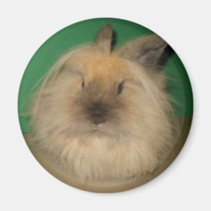 Aimant Lapin fou