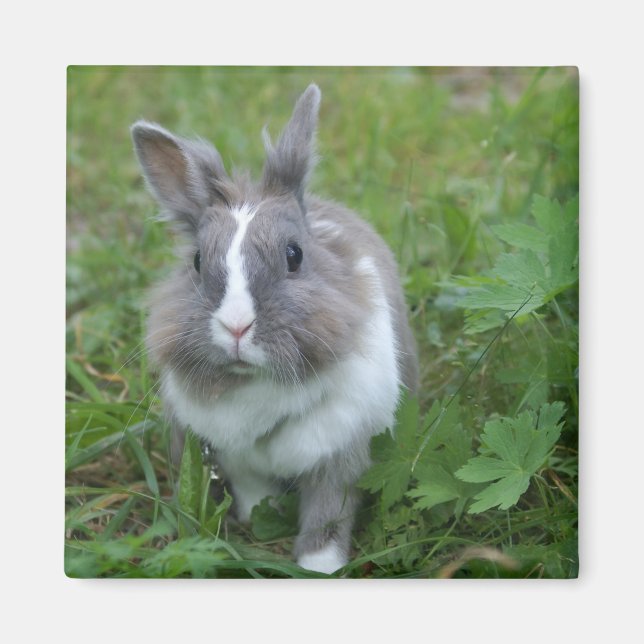 Aimant Lapin lapin (Devant)