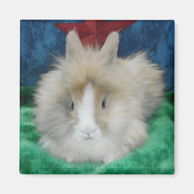 Aimant Lapin Lapin Lapin Lionhead Fluffy (Devant)