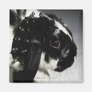 Aimant Lapin noir et blanc avec le collier clouté