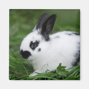 Aimant Lapin repéré