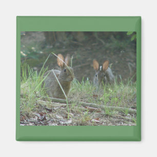 Aimant Lapins sauvages Cottontail Est Paire Vêtements Cad