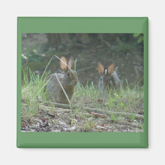 Aimant Lapins sauvages Cottontail Est Paire Vêtements Cad (Devant)