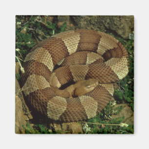aimant large-réuni de réfrigérateur de serpent