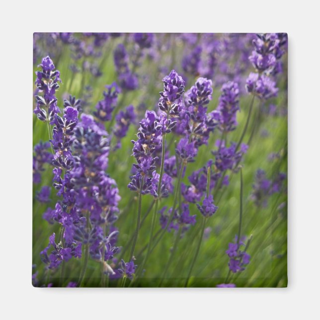 Aimant Lavande | Lavendel (Devant)