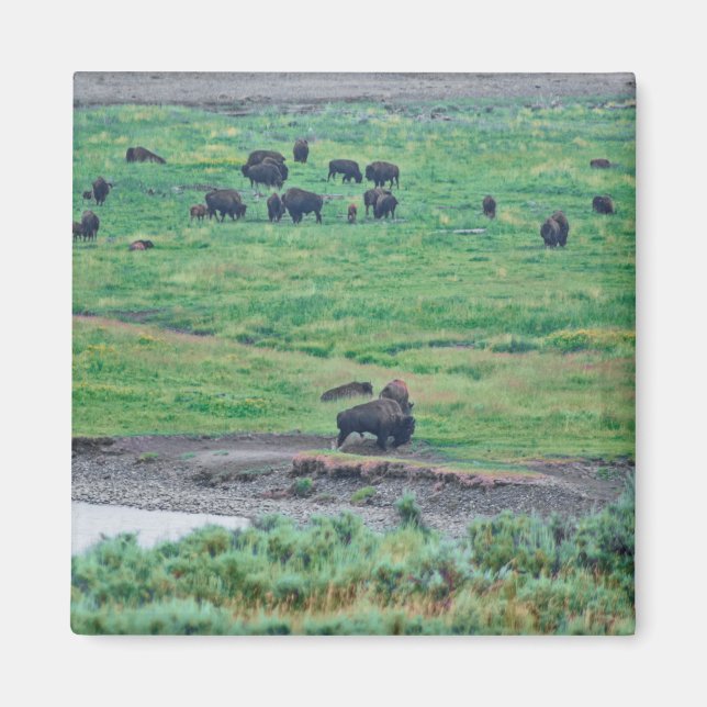 Aimant Le bison américain (Devant)