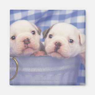 Aimant Le bouledogue, souvent appelé le bouledogue