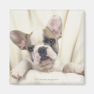 Aimant Le bouledogue, souvent appelé le bouledogue