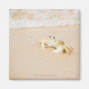 Aimant Le Brésil, Rio de Janeiro, Buzios, crabe dessus