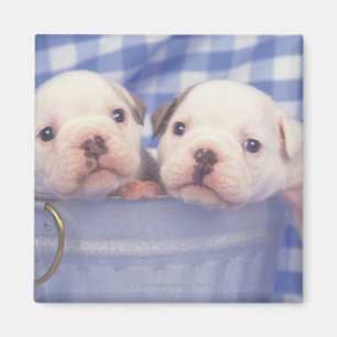 Aimant Le Bulldog, souvent appelé le Bulldog anglais,