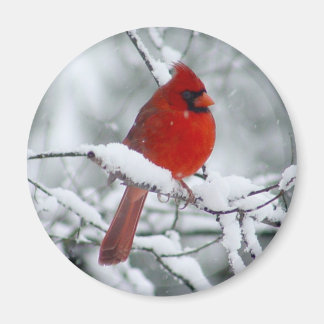 Aimant Le cardinal rouge dans l'aimant de la neige