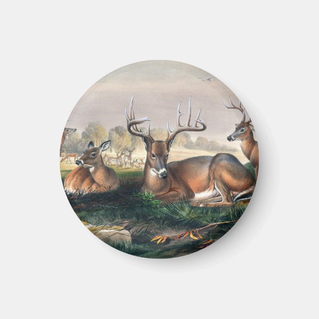 Aimant Le cerf à queue blanche par Joseph Wolf (Devant)