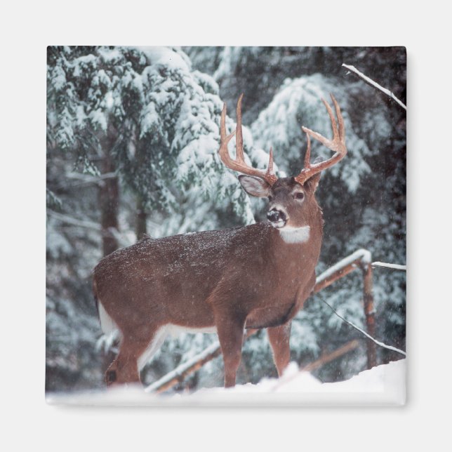 Aimant Le cerf dans l'aimant de la neige (Devant)
