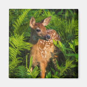 Aimant Le cerf de Virginie   Minnesota