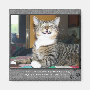 Aimant Le chat blâme le chien