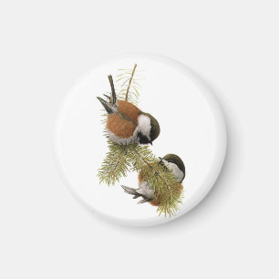 Aimant Le Chickadee Châtaigne-soutenu de Fuertes