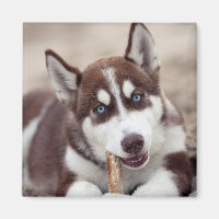 Le chiot sibérien Husky à la plage