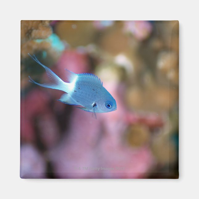 Aimant Le chromis d'Allen (Devant)