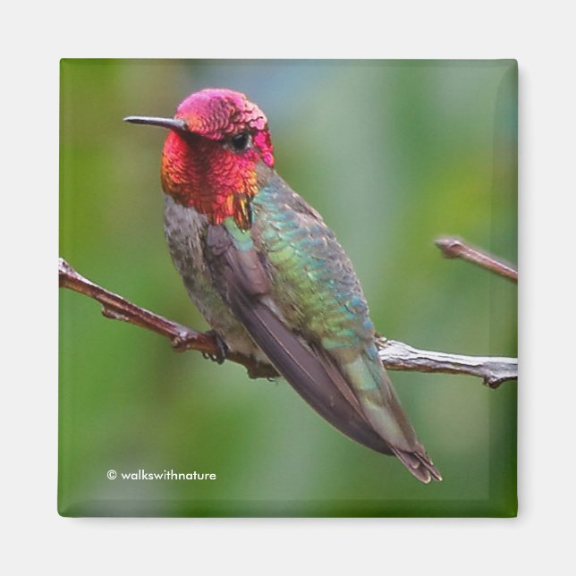 Aimant Le colibri d'Anna : Ce roi porte une couronne rose (Devant)